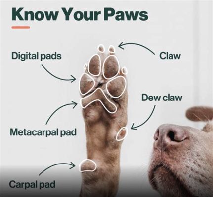 what does a dog paw print look like how do dogs use their paws to communicate?